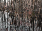 Sumpf • Wald • Fototapeten • Berlintapete • Feuchtgebiet (Nr. 9052)