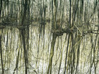 Sumpf • Wald • Fototapeten • Berlintapete • Feuchtgebiet (Nr. 9053)