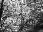 BLACK & WHITE • Wald • Fototapeten • Berlintapete • Black& White Forest (Nr. 9079)