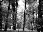 BLACK & WHITE • Wald • Fototapeten • Berlintapete • Black& White Forest (Nr. 9083)