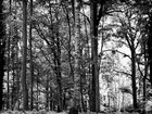 BLACK & WHITE • Wald • Fototapeten • Berlintapete • Black& White Forest (Nr. 9084)
