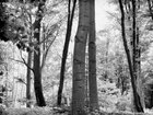 BLACK & WHITE • Wald • Fototapeten • Berlintapete • Black& White Forest (Nr. 9085)