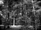 BLACK & WHITE • Wald • Fototapeten • Berlintapete • Black& White Forest (Nr. 9091)