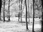 BLACK & WHITE • Wald • Fototapeten • Berlintapete • Black& White Forest (Nr. 9092)