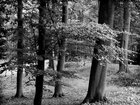 BLACK & WHITE • Wald • Fototapeten • Berlintapete • Silver Forest (Nr. 9108)