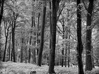 BLACK & WHITE • Wald • Fototapeten • Berlintapete • Silver Forest (Nr. 9109)