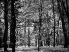 BLACK & WHITE • Wald • Fototapeten • Berlintapete • Silver Forest (Nr. 9110)