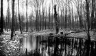 Black & White II • Wald • Fototapeten • Berlintapete • Dark Forest (Nr. 9113)