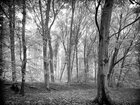 BLACK & WHITE • Wald • Fototapeten • Berlintapete • Dark Forest (Nr. 9118)
