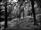 BLACK & WHITE • Wald • Fototapeten • Berlintapete • Dark Forest (Nr. 9119)