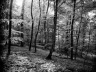 BLACK & WHITE • Wald • Fototapeten • Berlintapete • Dark Forest (Nr. 9120)