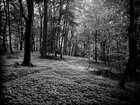 BLACK & WHITE • Wald • Fototapeten • Berlintapete • Dark Forest (Nr. 9121)