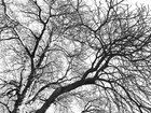 Black & White II • Wald • Fototapeten • Berlintapete • Äste im Wald (Nr. 9124)