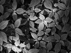 Blätter • Wald • Fototapeten • Berlintapete • Blätter (Nr. 9708)