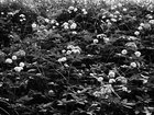 Blätter • Wald • Fototapeten • Berlintapete • Blätter (Nr. 9711)