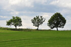 Landschaft mit Bäumen • Landschaften • Fototapeten • Berlintapete • Landscape with Trees (Nr. 15179)