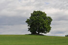 Landschaft mit Bäumen • Landschaften • Fototapeten • Berlintapete • Landscape with Trees (Nr. 15191)