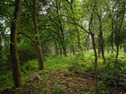 Sommerwald II • Wald • Fototapeten • Berlintapete • Sommer Wald 2011 (Nr. 8761)