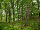 Sommerwald II • Wald • Fototapeten • Berlintapete • Sommer Wald 2011 (Nr. 8769)