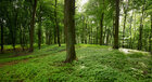 Sommerwald II • Wald • Fototapeten • Berlintapete • Sommer Wald 2011 (Nr. 8790)