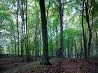 Sommerwald II • Wald • Fototapeten • Berlintapete • Buchenwaldpanorama (Nr. 8801)