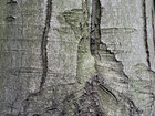 Texture - Wood • Texture • Photo Murals • Berlintapete • Wood (No. 8898)