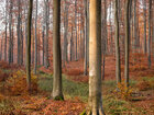 Herbst III • Wald • Fototapeten • Berlintapete • Buchenwald bei FB (Nr. 9368)