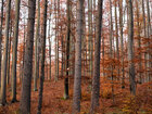 Herbst III • Wald • Fototapeten • Berlintapete • Buchenwald bei FB (Nr. 9371)