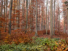 Herbst III • Wald • Fototapeten • Berlintapete • Buchenwald bei FB (Nr. 9372)