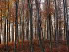 Herbst III • Wald • Fototapeten • Berlintapete • Buchenwald bei FB (Nr. 9373)