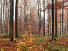 Herbst III • Wald • Fototapeten • Berlintapete • Buchenwald bei FB (Nr. 9377)