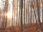 Herbst III • Wald • Fototapeten • Berlintapete • Buchenwald bei FB (Nr. 9380)