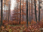 Herbst III • Wald • Fototapeten • Berlintapete • Buchenwald bei FB (Nr. 9381)