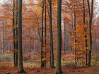 Herbst III • Wald • Fototapeten • Berlintapete • Buchenwald bei FB (Nr. 9383)
