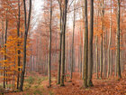 Herbst III • Wald • Fototapeten • Berlintapete • Buchenwald bei FB (Nr. 9384)