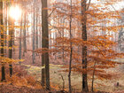 Herbst III • Wald • Fototapeten • Berlintapete • Buchenwald bei FB (Nr. 9386)