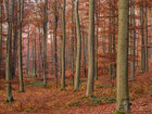 Herbst III • Wald • Fototapeten • Berlintapete • Buchenwald bei FB (Nr. 9393)