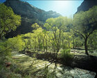 FOREST • ELEMENTS • Photo Murals • Berlintapete • ZION CANYON (No. 6695)