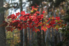 Bernhard Pries • Image gallery • Berlintapete • autumn forest (No. 10087)