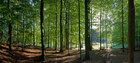 Buchenwald • Wald • Fototapeten • Berlintapete • Buchenwald (Nr. 10268)