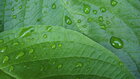 Drops II • Water • Photo Murals • Berlintapete • Dewdropps on leaf (No. 14775)