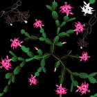 Mixed Bouquet - gemischte Blumenmuster und Ornamente • Floral • Designtapeten • Berlintapete • Zygocactus Musterdesign (Nr. 14165)