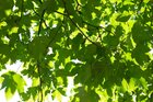 Blätterdach • Wald • Fototapeten • Berlintapete • Blatt (Nr. 10604)