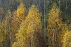 Herbst II • Wald • Fototapeten • Berlintapete • Colors (Nr. 12873)