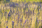 Grassground 12 • Landschaften • Fototapeten • Berlintapete • Grasground 12 (Nr. 15140)