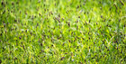 Grassground 12 • Landschaften • Fototapeten • Berlintapete • Grasground 12 (Nr. 15157)