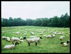 Animals • Tiere • Fototapeten • Berlintapete • SHEEP (Nr. 3450)