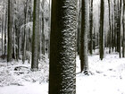 Holz & Schnee • Wald • Fototapeten • Berlintapete • Dominanz 2 (Nr. 3588)