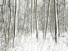 Holz & Schnee • Wald • Fototapeten • Berlintapete • Tiefe (Nr. 3592)