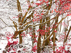Holz & Schnee • Wald • Fototapeten • Berlintapete • Japan Style (Nr. 3597)